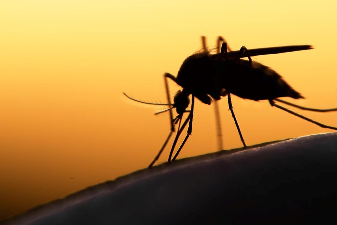 Harmadik alkalommal kerül sor szúnyogirtásra Sepsiszentgyörgyön