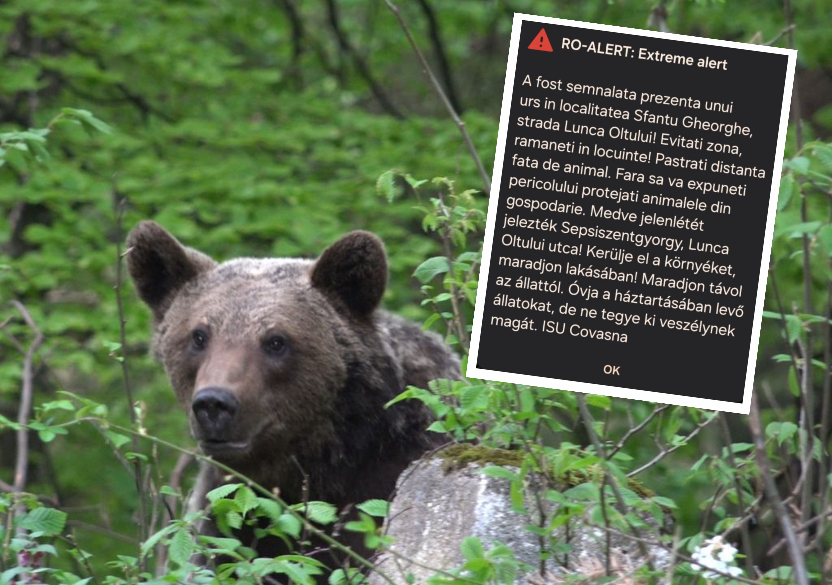 Határozott intézkedések a lakott területeken megjelenő medvék ellen Sepsiszentgyörgyön
